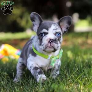 Patrick, French Bulldog Puppy